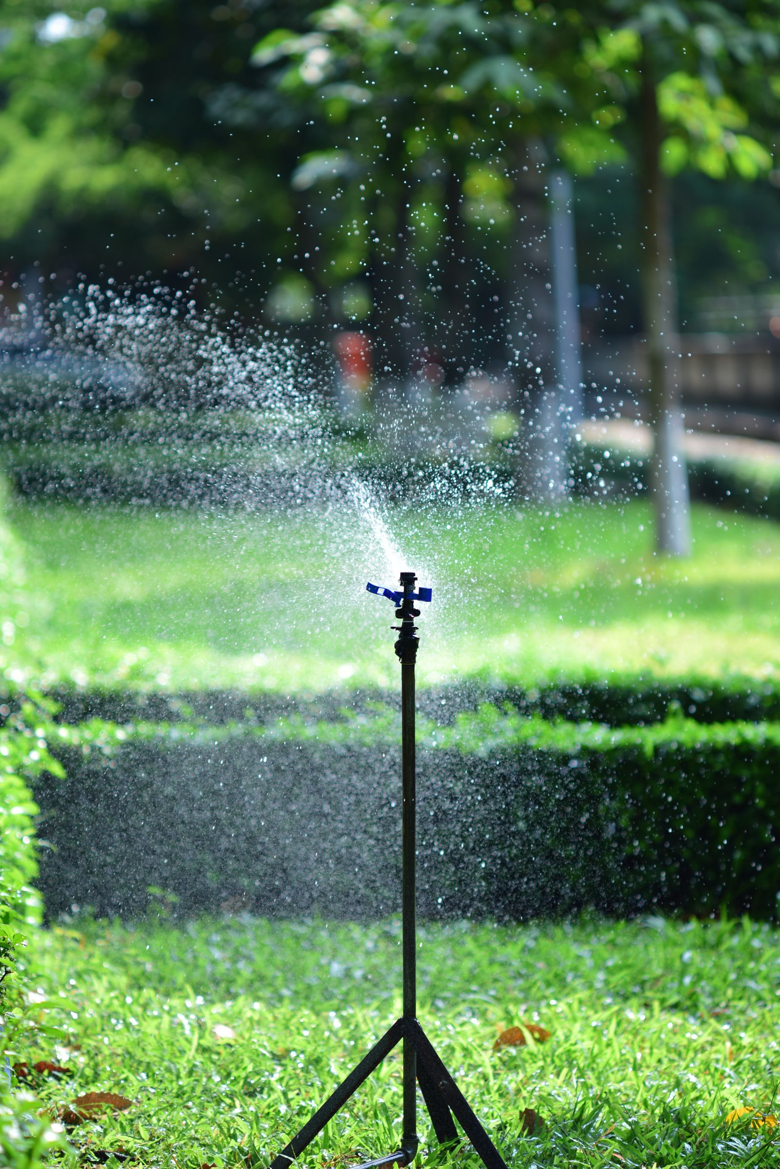 A sprinkler watering a home lawn